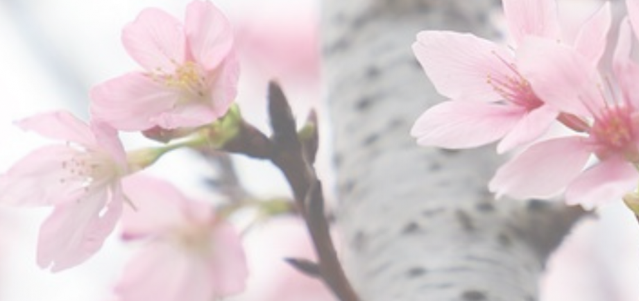 Schönheit und Vergänglichkeit