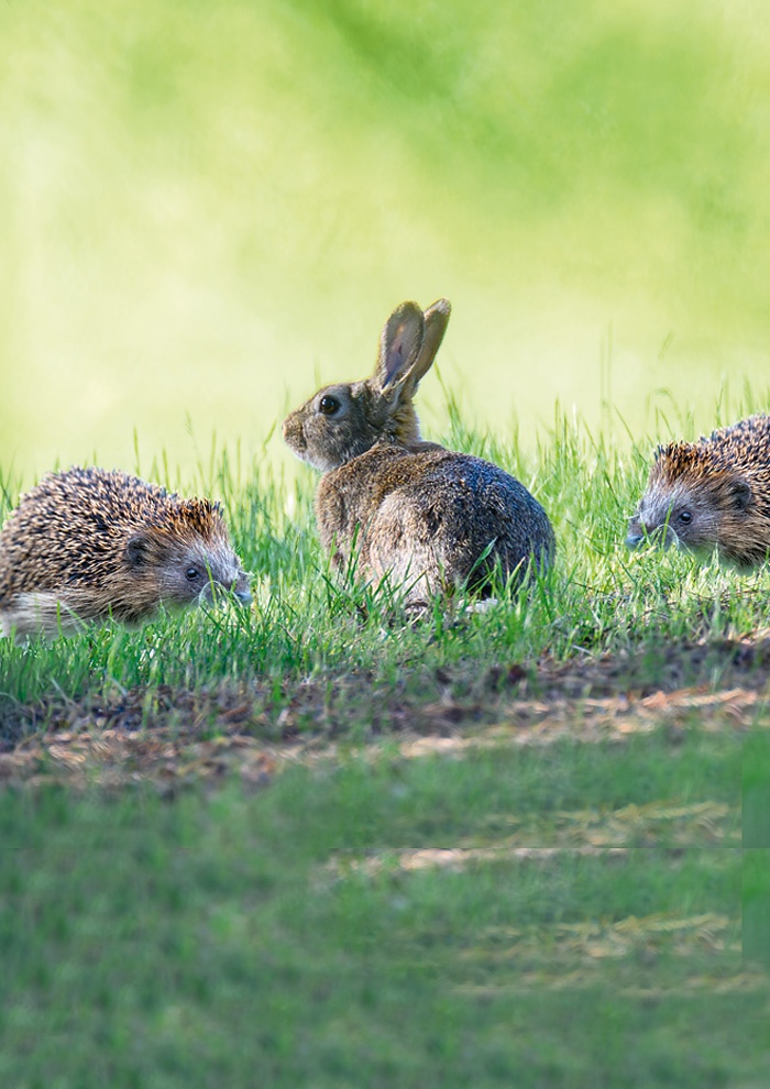 Hase und Igel