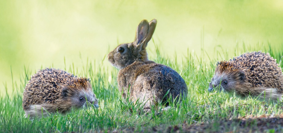 Hase und Igel
